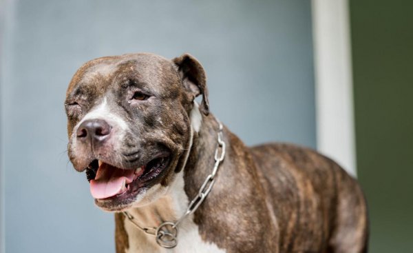 比特犬和藏獒哪个厉害