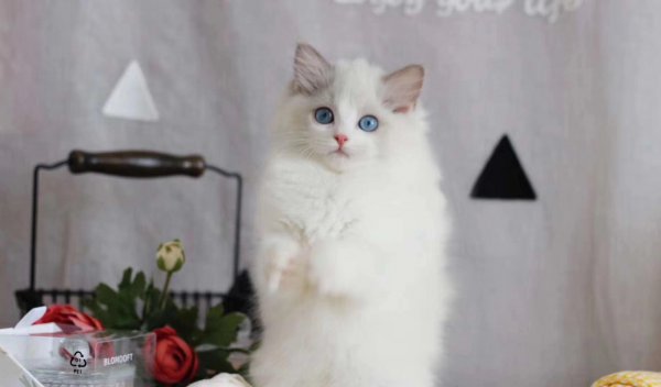 布偶是什么国家的猫咪品种