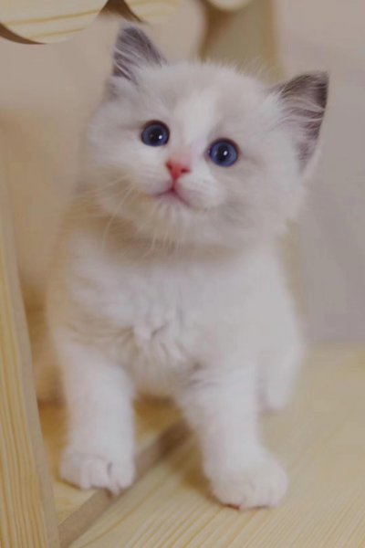 布偶是什么国家的猫咪品种