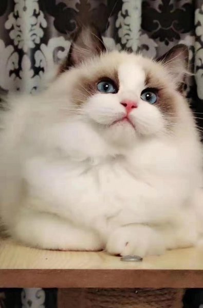 布偶是什么国家的猫咪品种