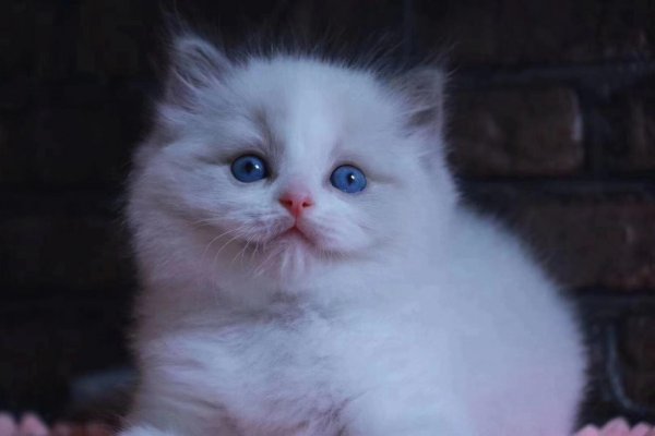 布偶是什么国家的猫咪品种