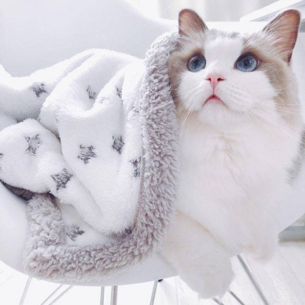 布偶是什么国家的猫咪品种