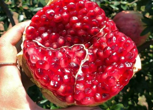 代表金榜题名的四种水果