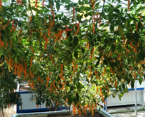 辣椒树能活多少年