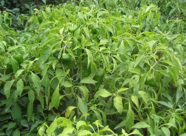 辣椒树能活多少年