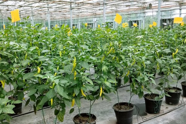 辣椒树能活多少年