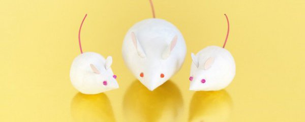 生肖鼠2023年运势详解