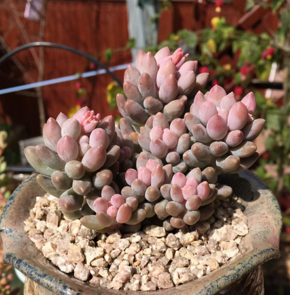 婴儿手指多肉植物的养殖方法