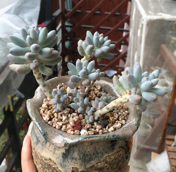 婴儿手指多肉植物的养殖方法