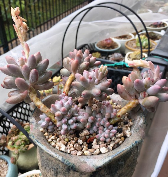 婴儿手指多肉植物的养殖方法