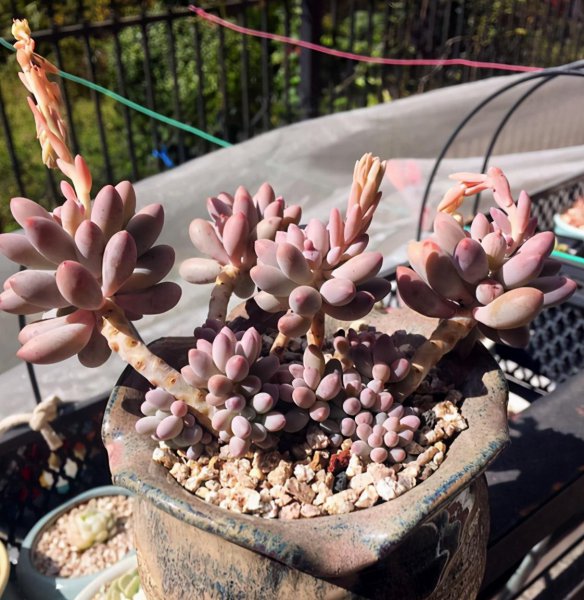 婴儿手指多肉植物的养殖方法