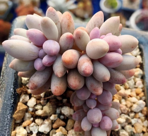 婴儿手指多肉植物的养殖方法