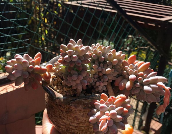 婴儿手指多肉植物的养殖方法