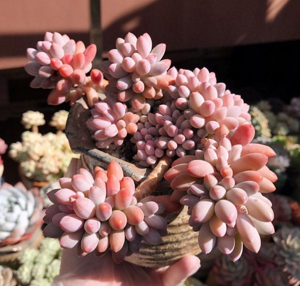 婴儿手指多肉植物的养殖方法