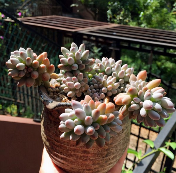 婴儿手指多肉植物的养殖方法