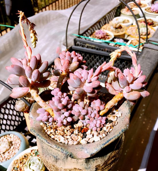 婴儿手指多肉植物的养殖方法