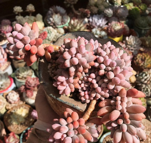 婴儿手指多肉植物的养殖方法