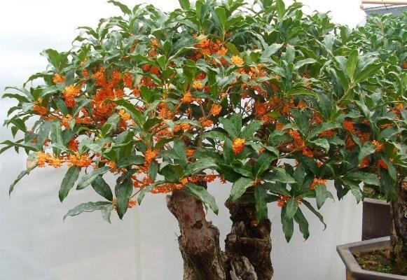 桂花喜欢酸性还是碱性