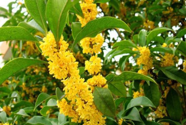 桂花喜欢酸性还是碱性