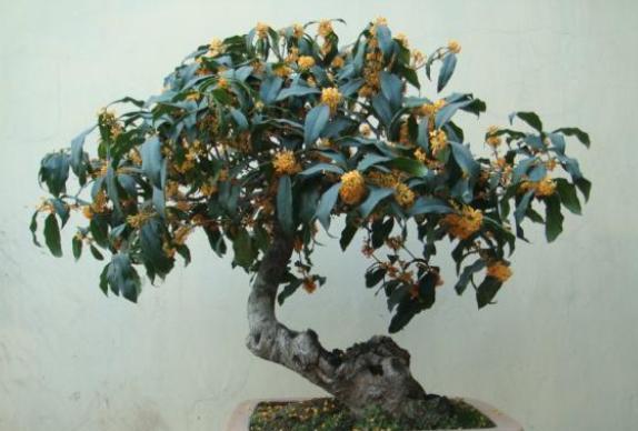 桂花喜欢酸性还是碱性