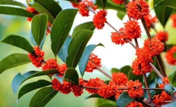 桂花喜欢酸性还是碱性