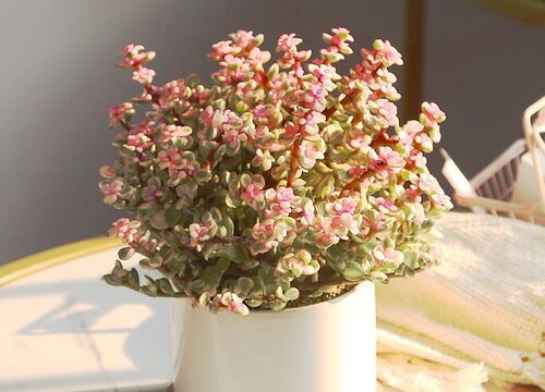 金枝玉叶怎么修剪造型才能好看