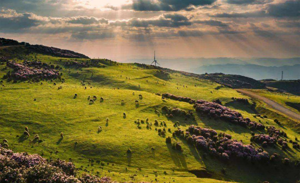 中国十大草原排名