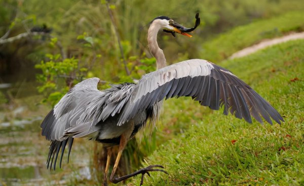 长脖老等是什么鸟