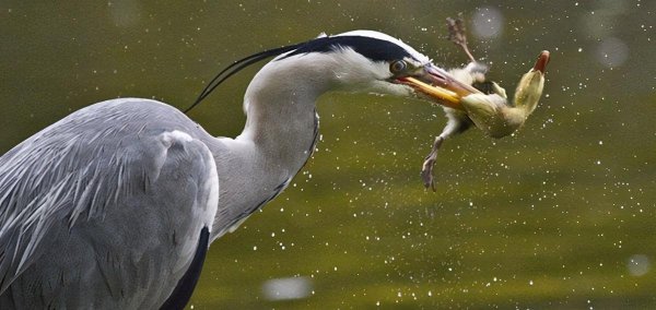 长脖老等是什么鸟