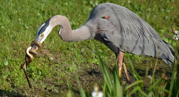 长脖老等是什么鸟