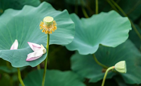 为什么很反感媳妇回娘家