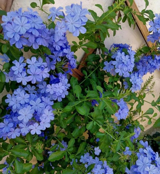 蓝雪花冬天户外会冻死