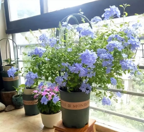 蓝雪花冬天户外会冻死