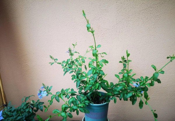 蓝雪花冬天户外会冻死