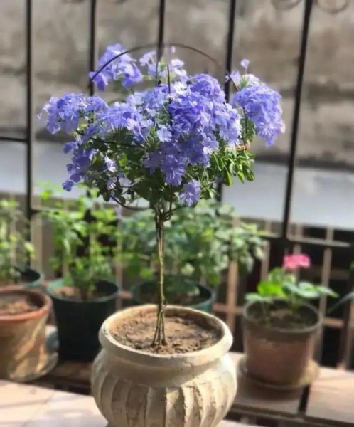 蓝雪花冬天户外会冻死