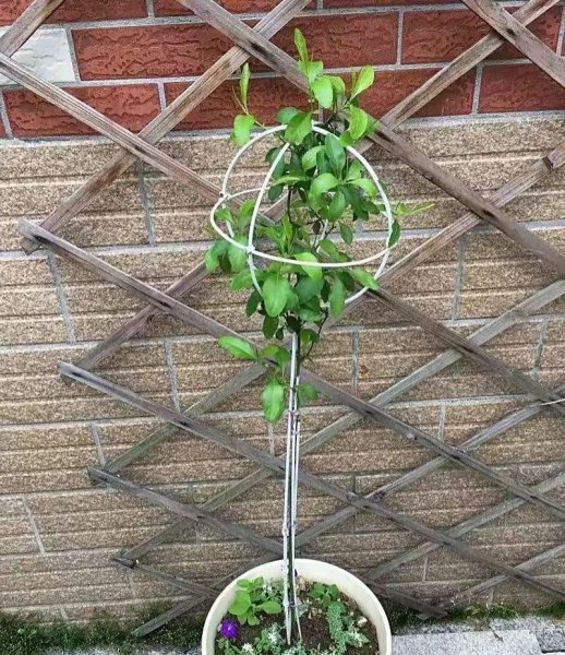 蓝雪花冬天户外会冻死