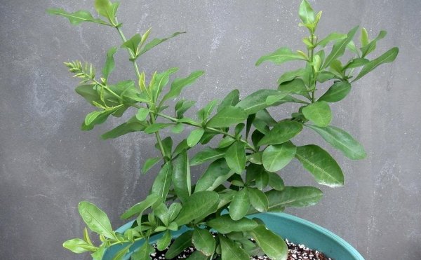 蓝雪花冬天户外会冻死