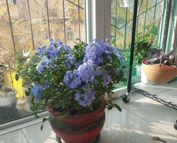 蓝雪花冬天户外会冻死