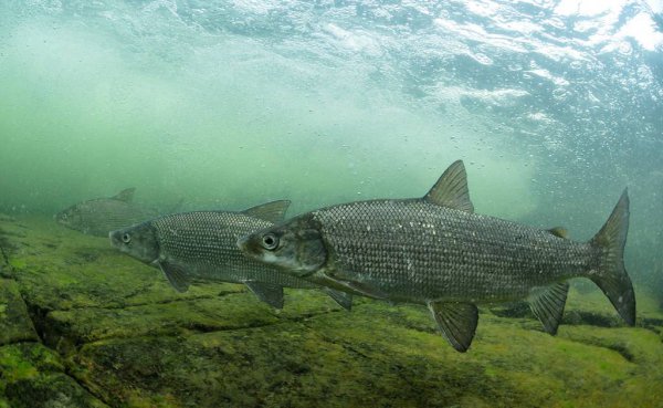 贝加尔湖最大的鱼类有多大