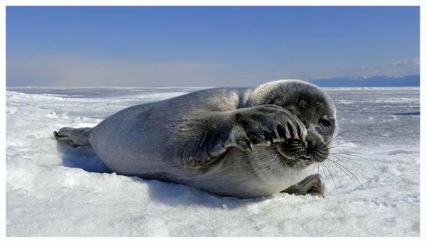 贝加尔湖最大的鱼类有多大