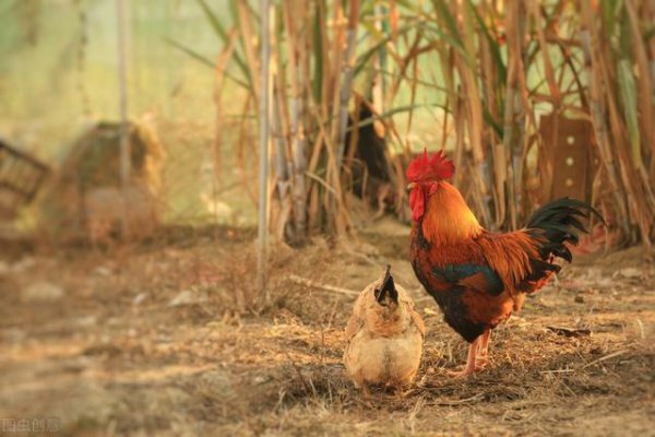 骨子里最自私的4大生肖