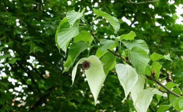 珙桐是什么植物及样子图片