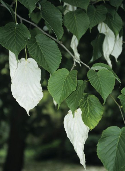 珙桐是什么植物及样子图片