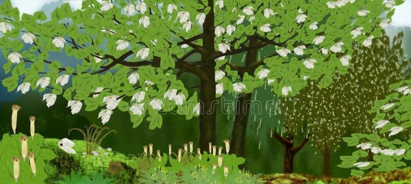 珙桐是什么植物及样子图片