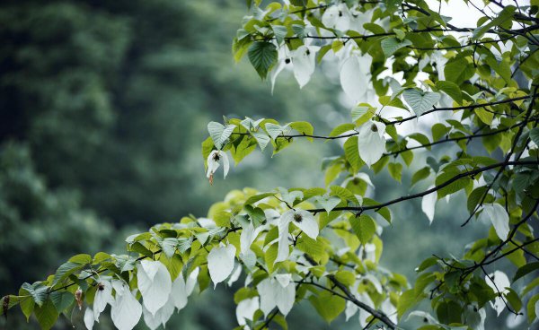 珙桐是什么植物及样子图片