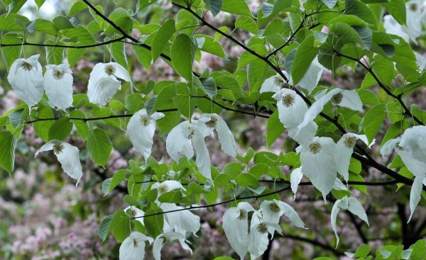 珙桐是什么植物及样子图片