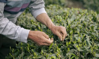 茶叶育苗方法 怎样育茶叶苗