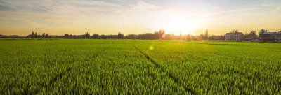 三农问题的核心是什么 如何才能解决好三农问题呢