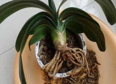 夏天君子兰烂根怎么补救 三招轻松处理烂根问题