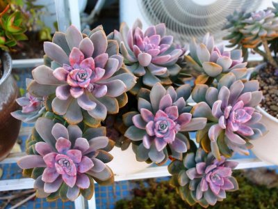 冬美人多久长成老桩 冬美人如何养成老桩出漂亮状态